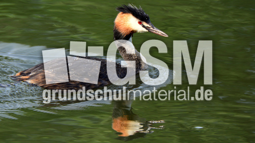 Haubentaucher (1).jpg